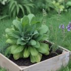 5 plantes médicinales à cultiver chez soi pour renforcer naturellement son immunité
