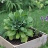 5 plantes médicinales à cultiver chez soi pour renforcer naturellement son immunité